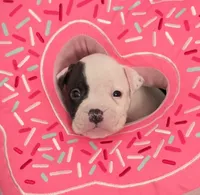 Fudge, a male American Bulldog for sale in Three Rivers, MI – 1 of 2