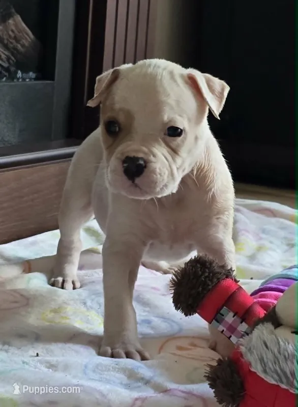 Heath – American Bulldog puppy for sale in Three Rivers, MI