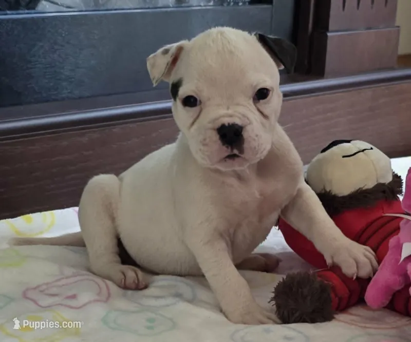 Rolo – American Bulldog puppy for sale in Three Rivers, MI