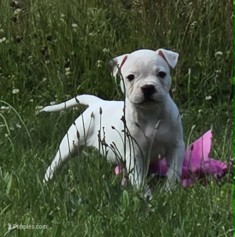 Jelly Roll – American Bulldog puppy for sale in Three Rivers, MI