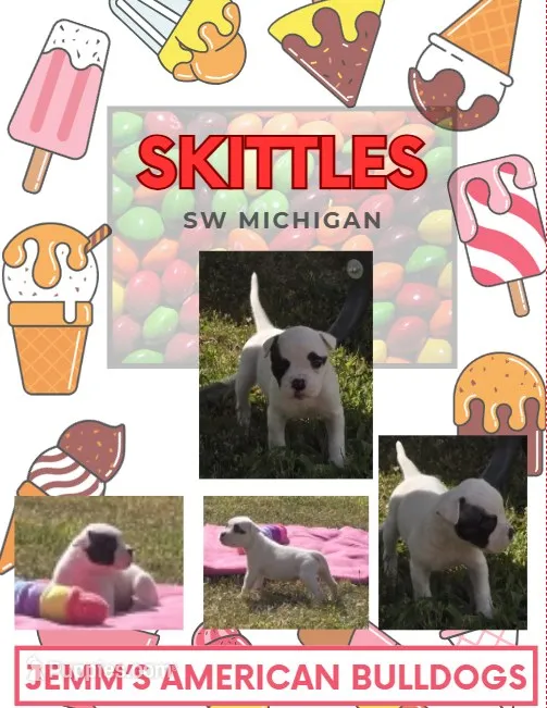 Skittles – American Bulldog puppy for sale in Three Rivers, MI