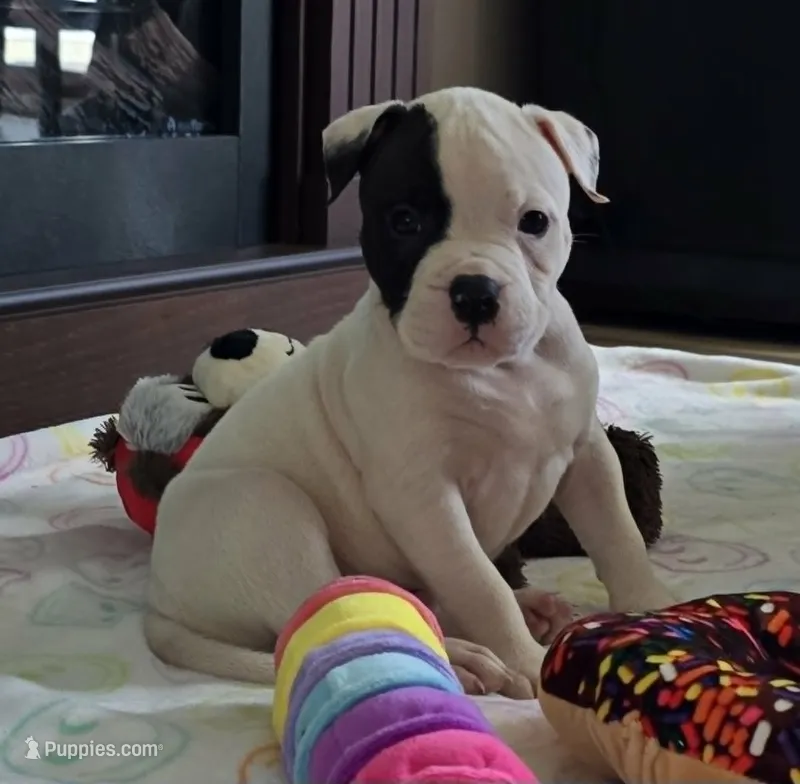 Fudge – American Bulldog puppy for sale in Three Rivers, MI