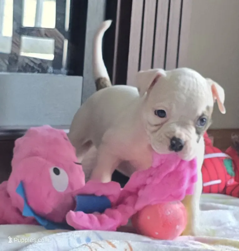 Taffy – American Bulldog puppy for sale in Three Rivers, MI