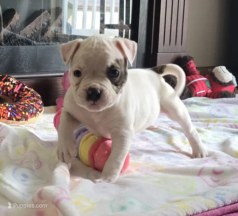 Taffy – American Bulldog puppy for sale in Three Rivers, MI