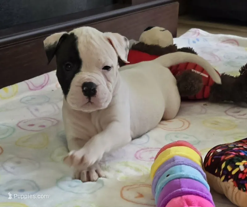 Fudge – American Bulldog puppy for sale in Three Rivers, MI