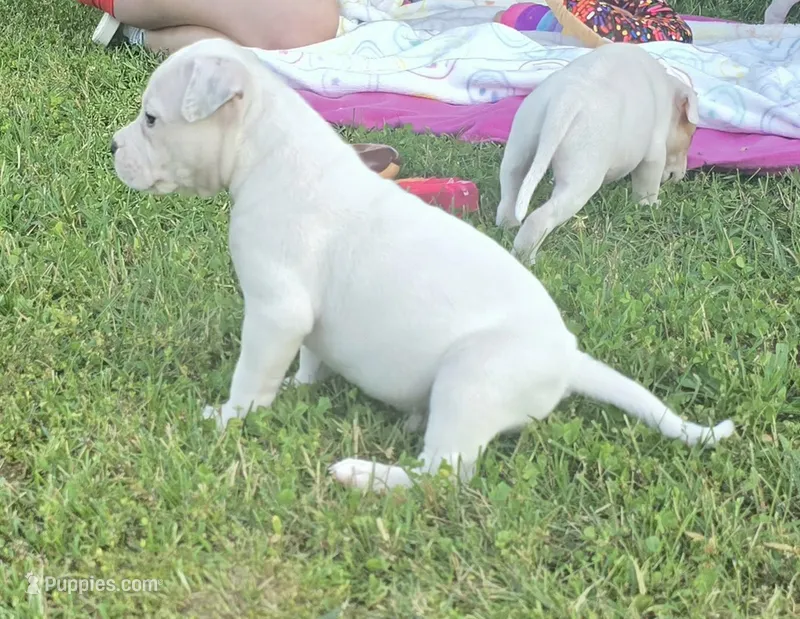 Marshmallow – American Bulldog puppy for sale in Three Rivers, MI