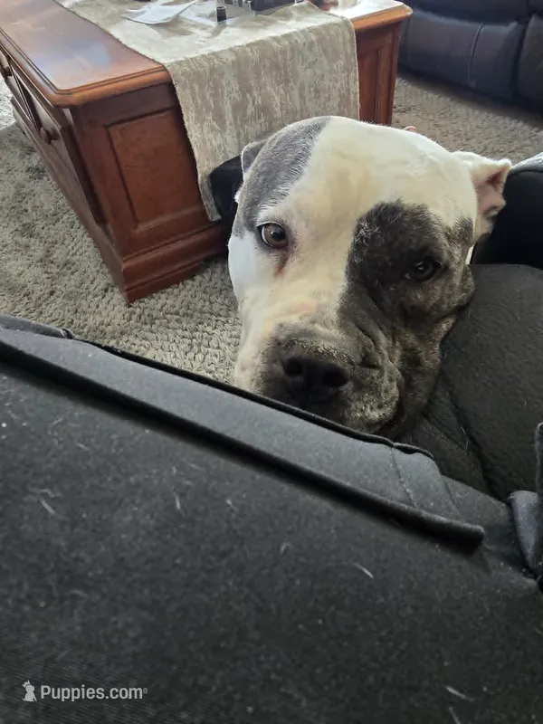 Lyra – American Bulldog puppy for sale in Three Rivers, MI