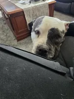 Lyra, a female American Bulldog for sale in Three Rivers, MI – 3 of 4