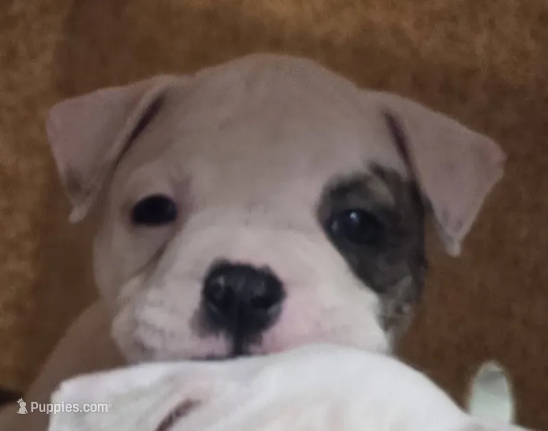 Taffy – American Bulldog puppy for sale in Three Rivers, MI