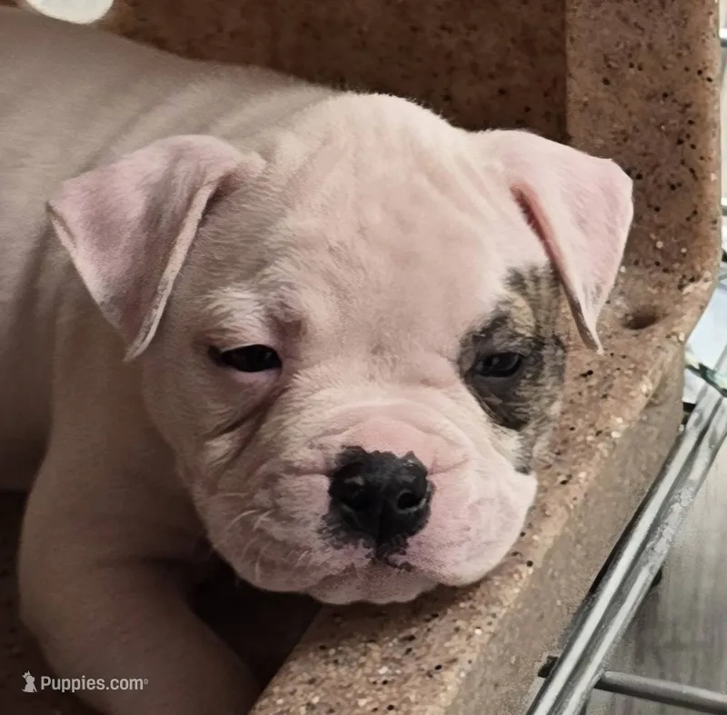Taffy – American Bulldog puppy for sale in Three Rivers, MI