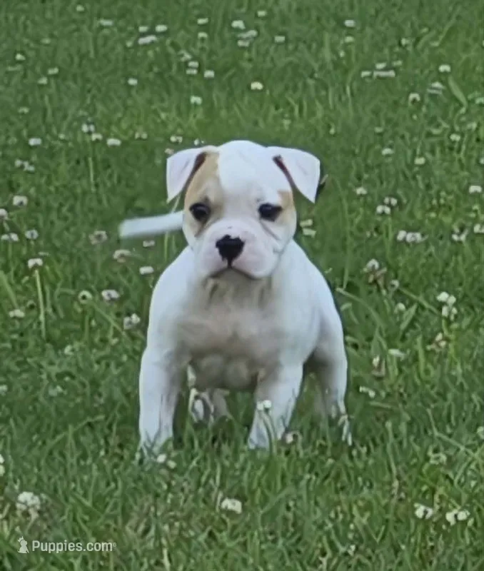 Reese – American Bulldog puppy for sale in Three Rivers, MI