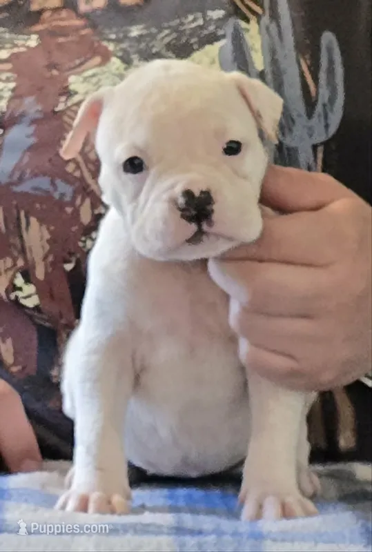 Almond Joy – American Bulldog puppy for sale in Three Rivers, MI