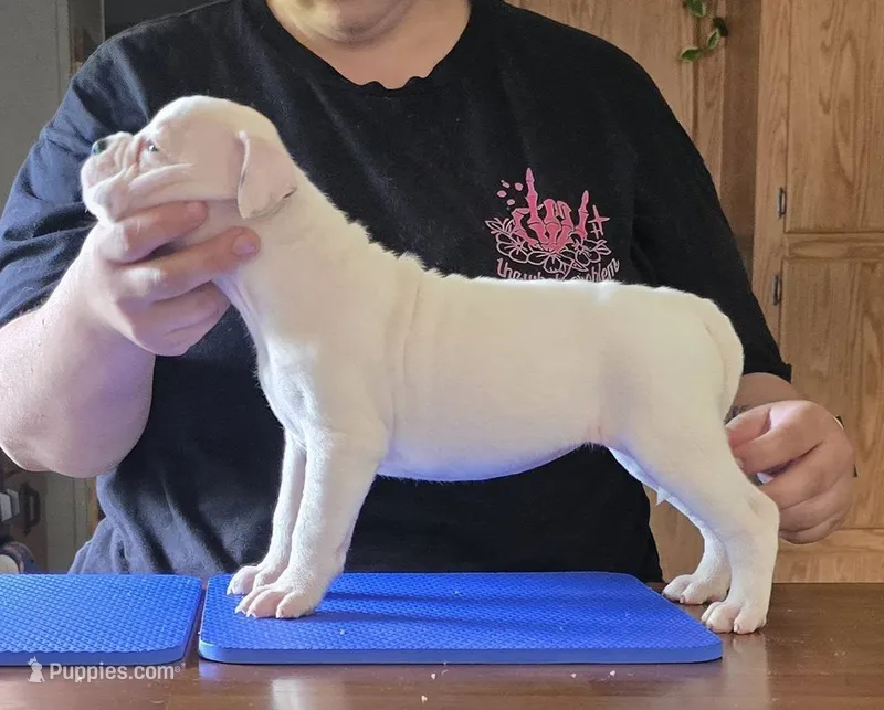 Almond Joy – American Bulldog puppy for sale in Three Rivers, MI
