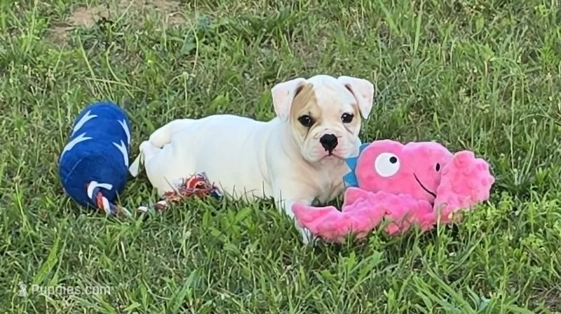 Reese – American Bulldog puppy for sale in Three Rivers, MI