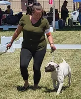 Lyra, a female American Bulldog for sale in Three Rivers, MI – 2 of 4