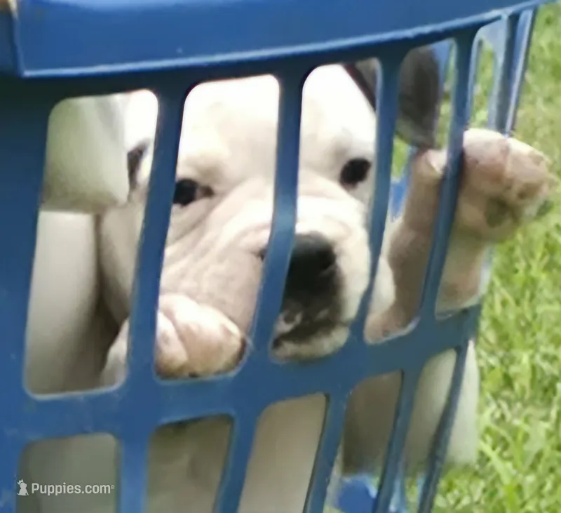 Rolo – American Bulldog puppy for sale in Three Rivers, MI