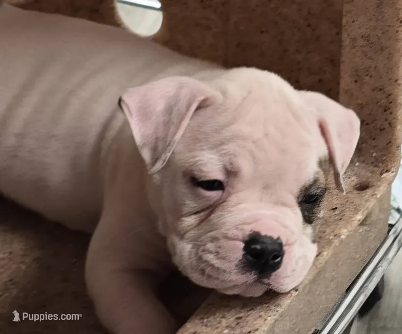 Taffy – American Bulldog puppy for sale in Three Rivers, MI