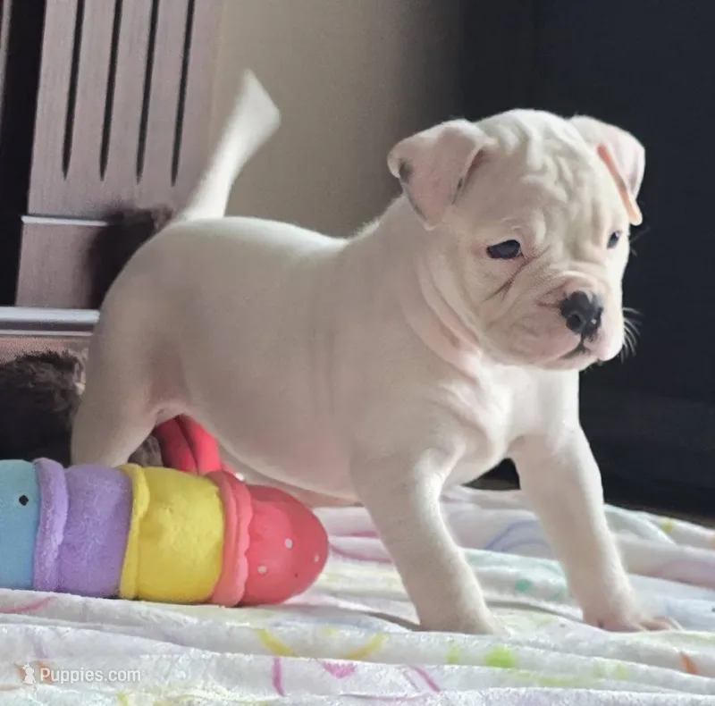 Almond Joy – American Bulldog puppy for sale in Three Rivers, MI
