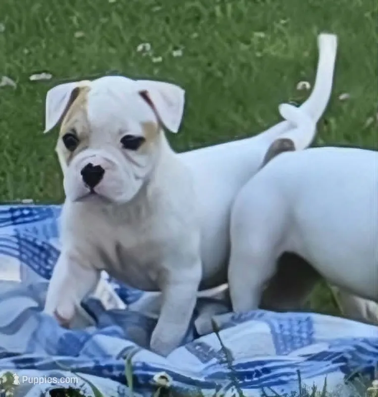 Reese – American Bulldog puppy for sale in Three Rivers, MI