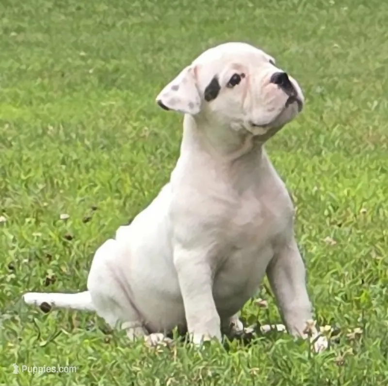 Rolo – American Bulldog puppy for sale in Three Rivers, MI