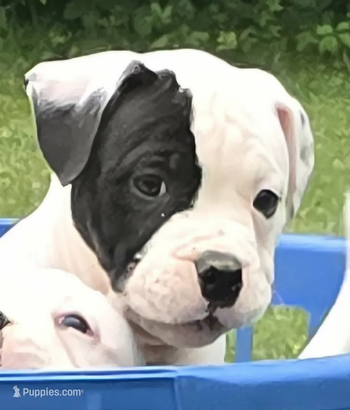 Fudge – American Bulldog puppy for sale in Three Rivers, MI