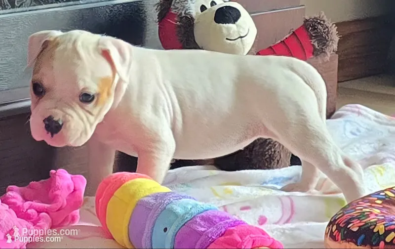 Reese – American Bulldog puppy for sale in Three Rivers, MI