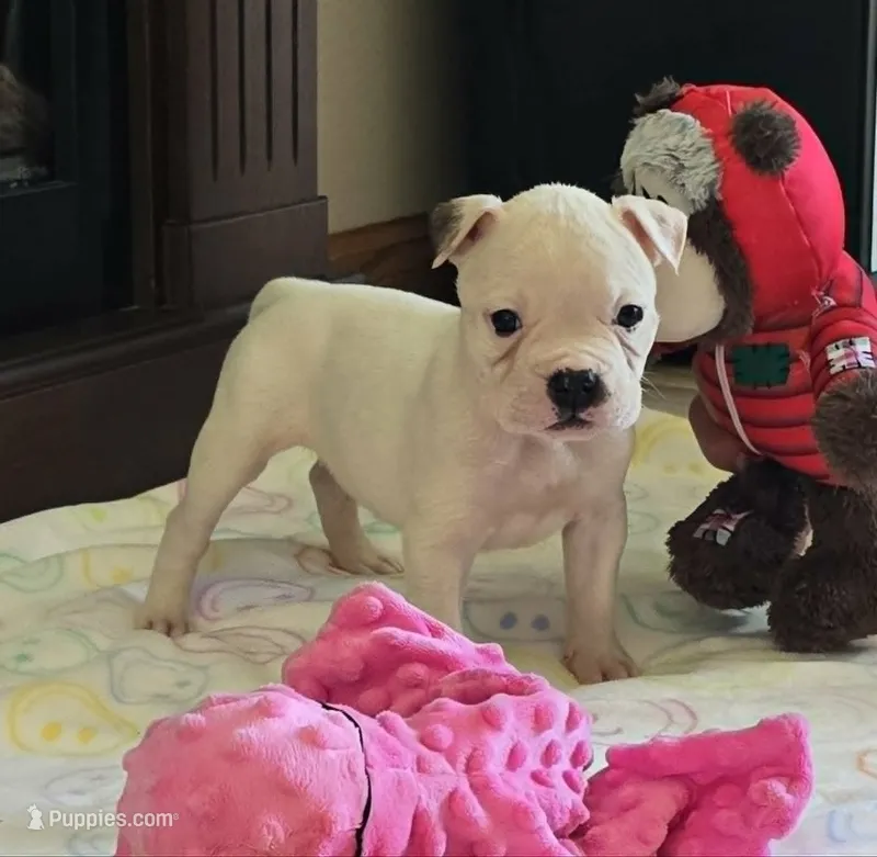 Jelly Roll – American Bulldog puppy for sale in Three Rivers, MI