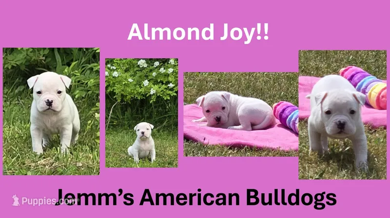 Almond Joy – American Bulldog puppy for sale in Three Rivers, MI