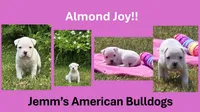 Almond Joy, a female American Bulldog for sale in Three Rivers, MI – 1 of 1