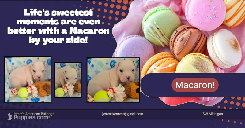 Macaron – American Bulldog puppy for sale in Three Rivers, MI
