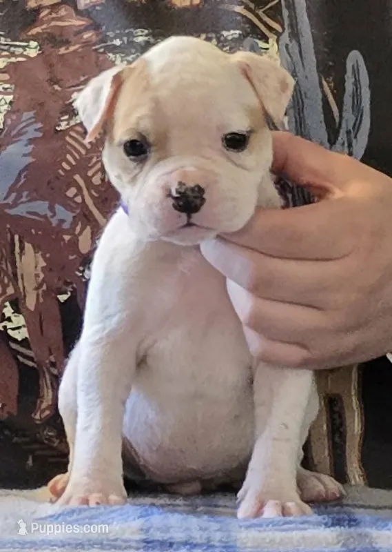 Reese – American Bulldog puppy for sale in Three Rivers, MI