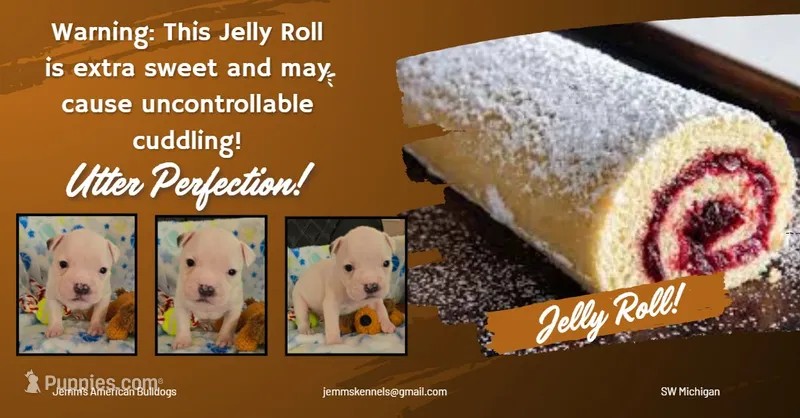 Jelly Roll – American Bulldog puppy for sale in Three Rivers, MI