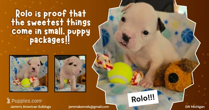 Rolo – American Bulldog puppy for sale in Three Rivers, MI