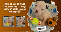 Rolo, a male American Bulldog for sale in Three Rivers, MI – 1 of 1