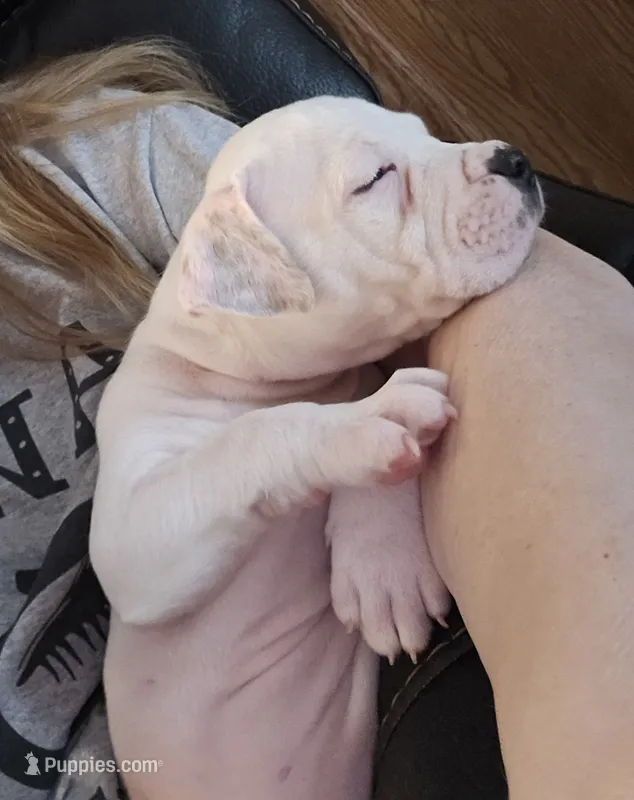 Marshmallow – American Bulldog puppy for sale in Three Rivers, MI