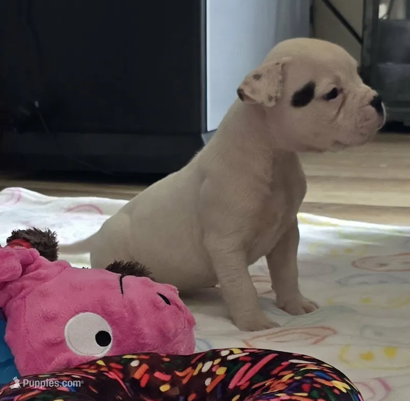 Rolo – American Bulldog puppy for sale in Three Rivers, MI