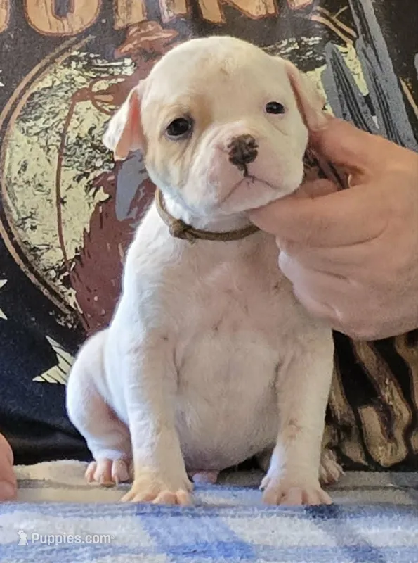 Heath – American Bulldog puppy for sale in Three Rivers, MI
