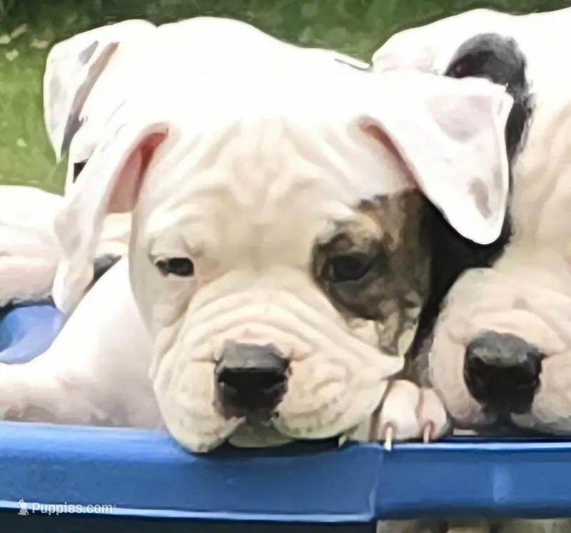 Taffy – American Bulldog puppy for sale in Three Rivers, MI