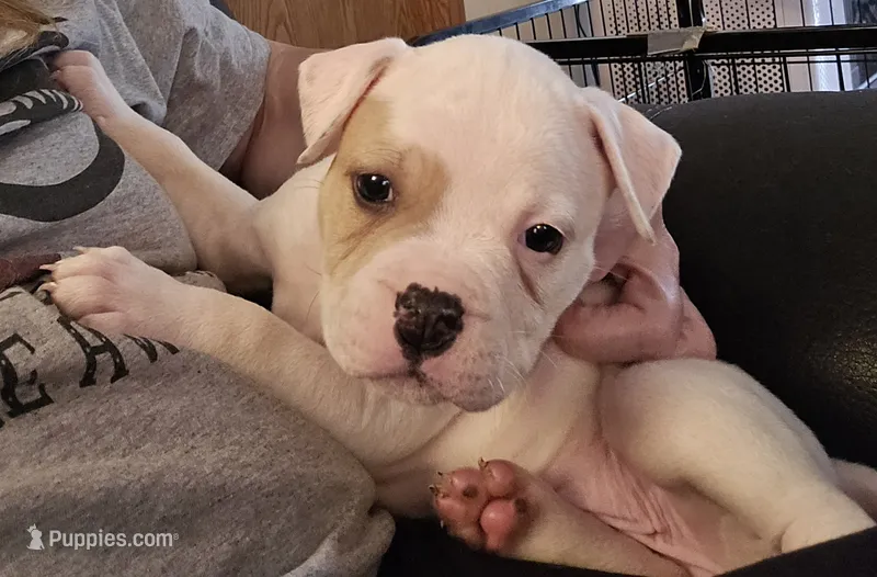 Heath – American Bulldog puppy for sale in Three Rivers, MI
