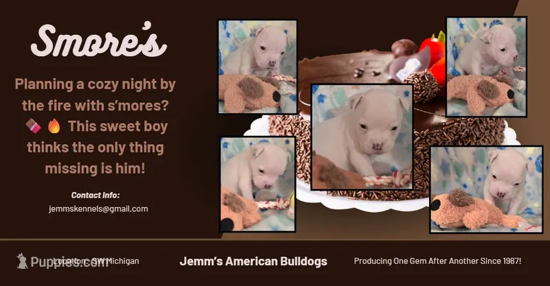 Smore's! – American Bulldog puppy for sale in Three Rivers, MI