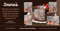 Smore's!, a male American Bulldog for sale in Three Rivers, MI – 1 of 1