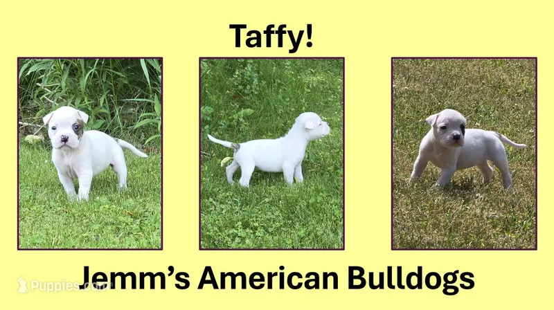Taffy – American Bulldog puppy for sale in Three Rivers, MI