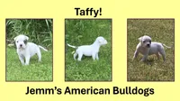 Taffy, a female American Bulldog for sale in Three Rivers, MI – 1 of 1