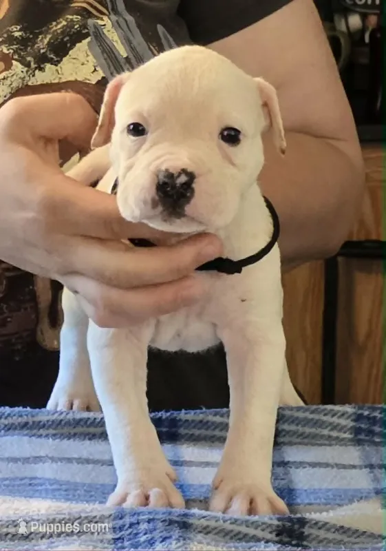 Marshmallow – American Bulldog puppy for sale in Three Rivers, MI