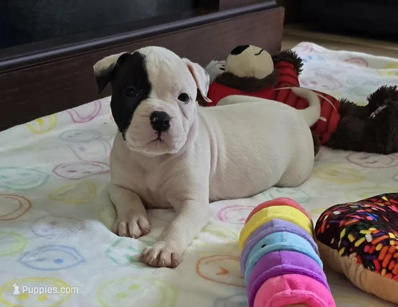 Fudge – American Bulldog puppy for sale in Three Rivers, MI