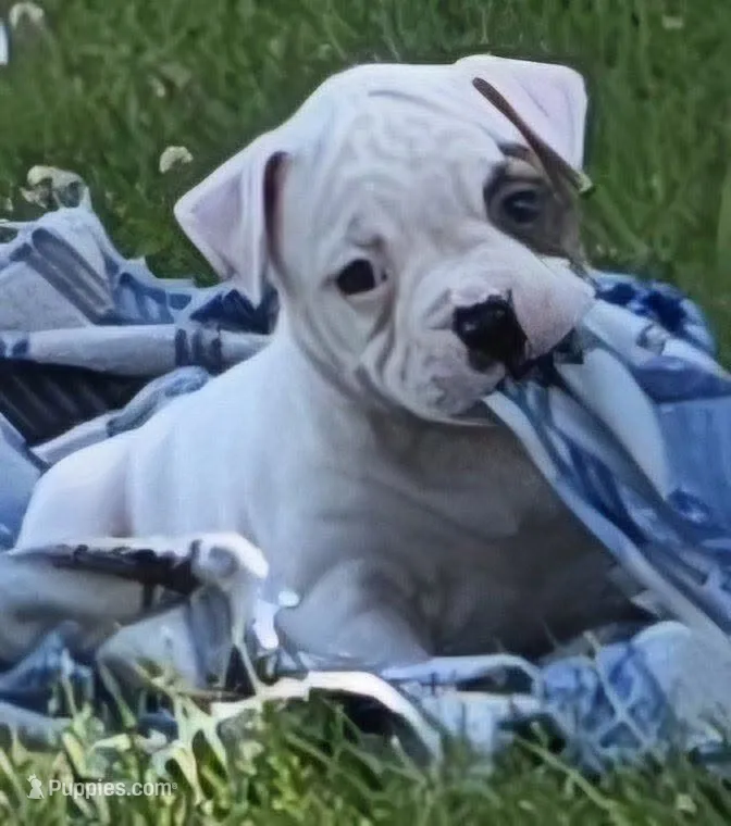 Taffy – American Bulldog puppy for sale in Three Rivers, MI