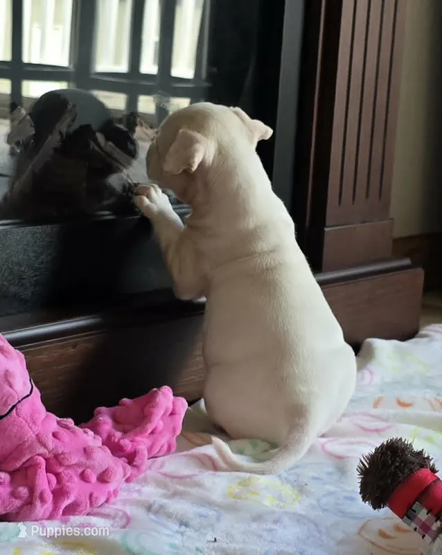 Heath – American Bulldog puppy for sale in Three Rivers, MI