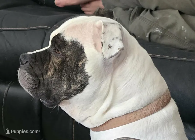 Lyra – American Bulldog puppy for sale in Three Rivers, MI