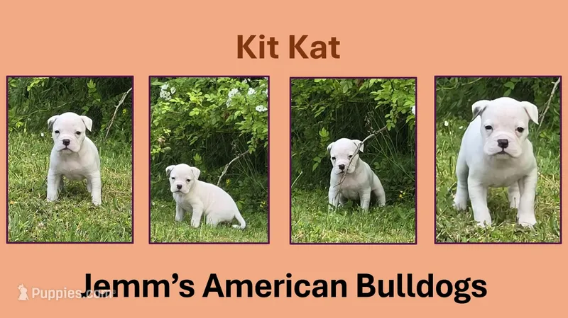 Kit Kat – American Bulldog puppy for sale in Three Rivers, MI
