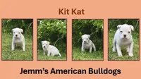 Kit Kat, a female American Bulldog for sale in Three Rivers, MI – 1 of 1